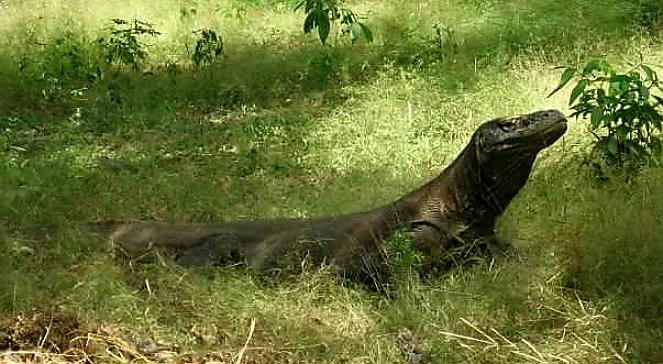 Smoki Indonezji - gigantyczne jaszczurki z Komodo