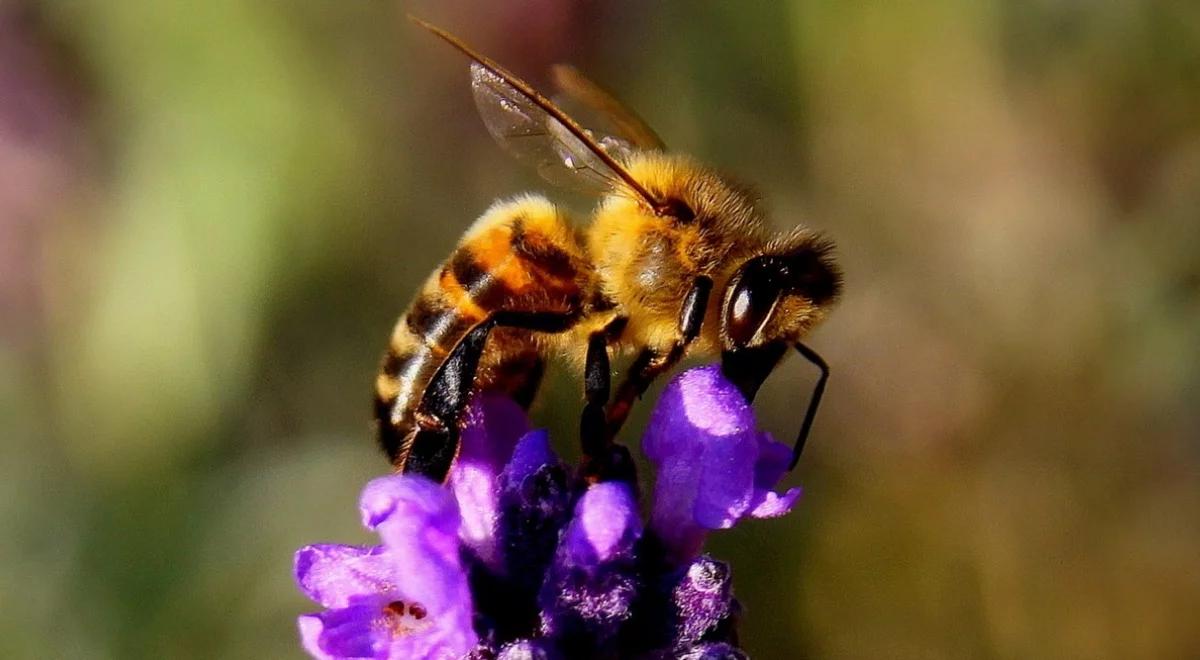 Pasieki w Warszawie, czyli życie pszczół w wielkim mieście