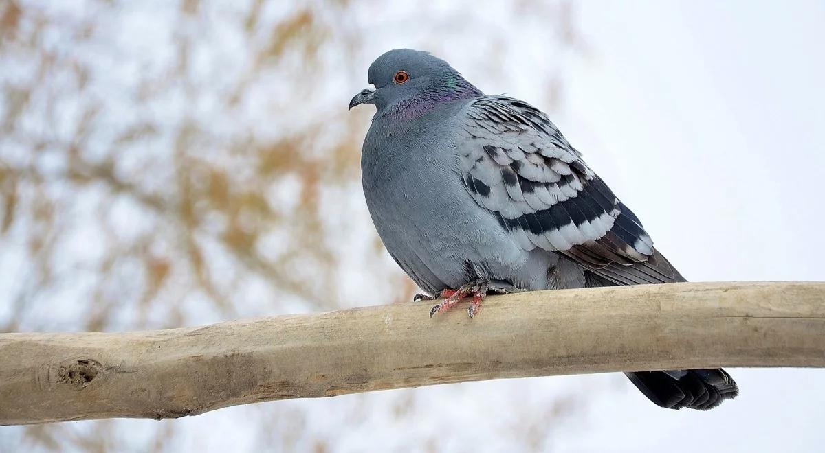 Bardziej gwałtowna strona ptasiej natury