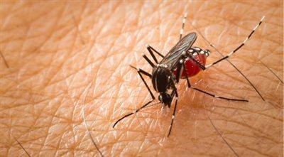 Jedna tabletka sprawi, że zapomnimy o komarach? Przełomowe odkrycie naukowców
