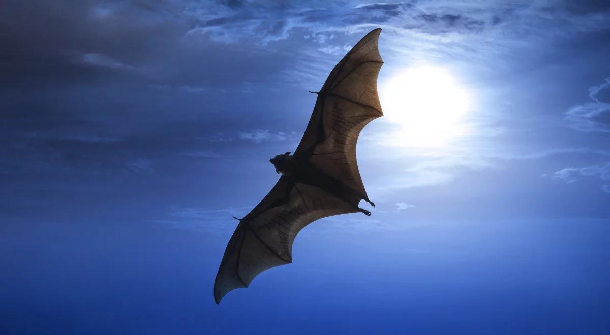 Czy zwierzętom żyjącym w nocy również wydziela się melatonina?