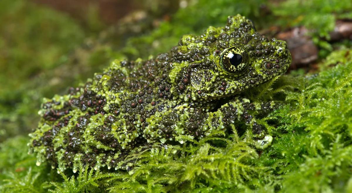 Które zwierzęta są mistrzami kamuflażu? 