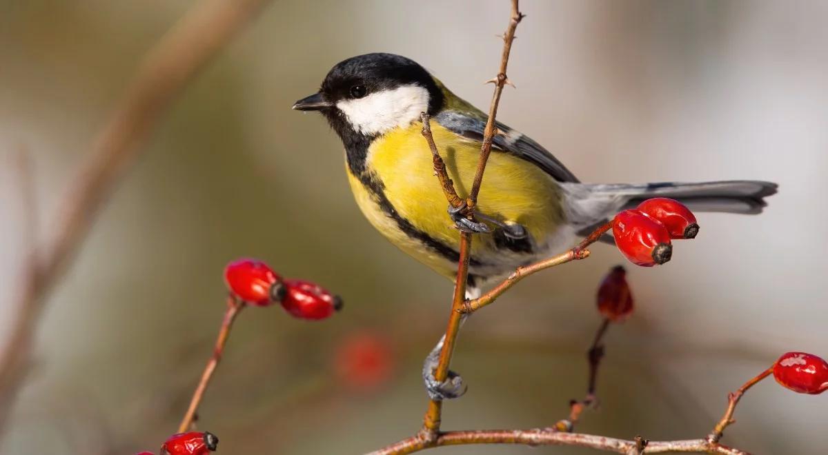 Polowanie na ptaki przy użyciu... lornetki. Czym jest birdwatching?