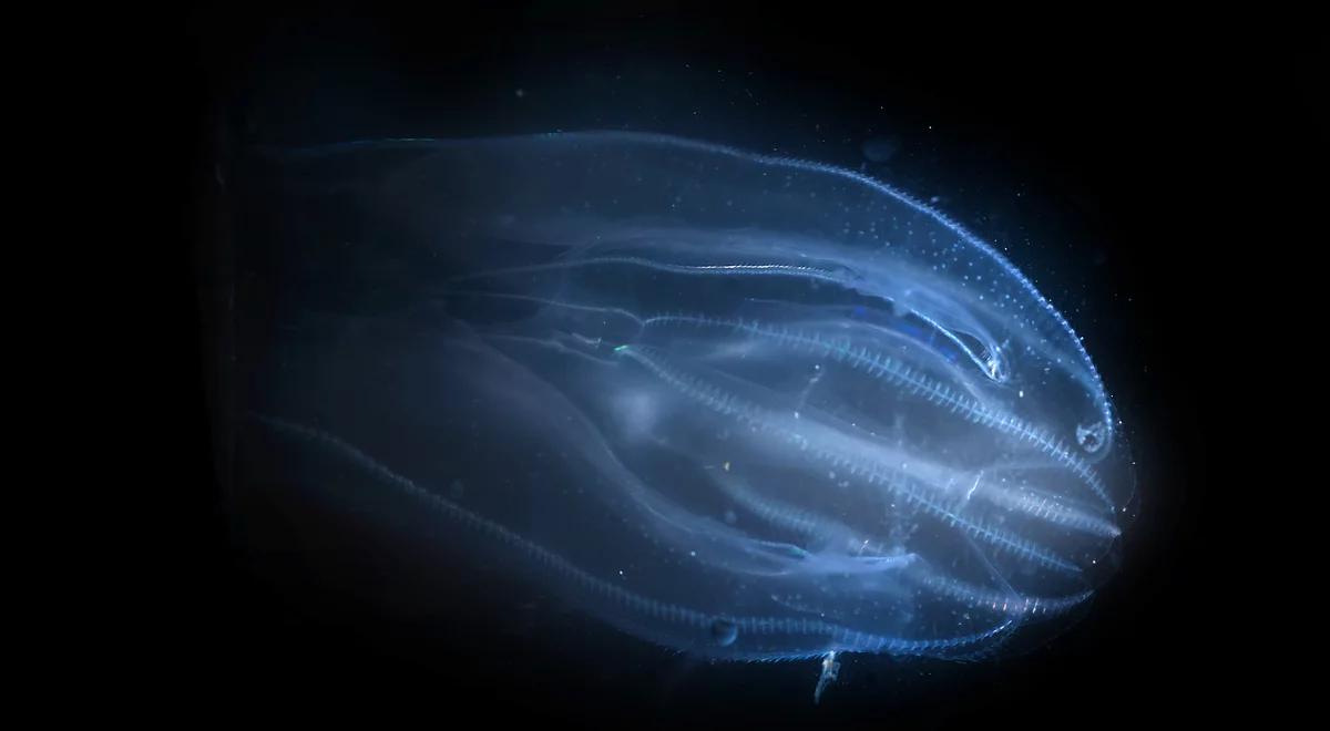 Żebropławy – piękne, świecące i... niszczycielskie