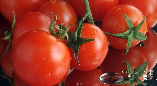 Czas na pomidorowe szaleństwo