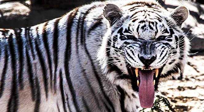 Tygrysi skandal. Jak wyjść z wizerunkowego kryzysu?