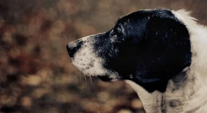 Saiko czai się za rogiem
