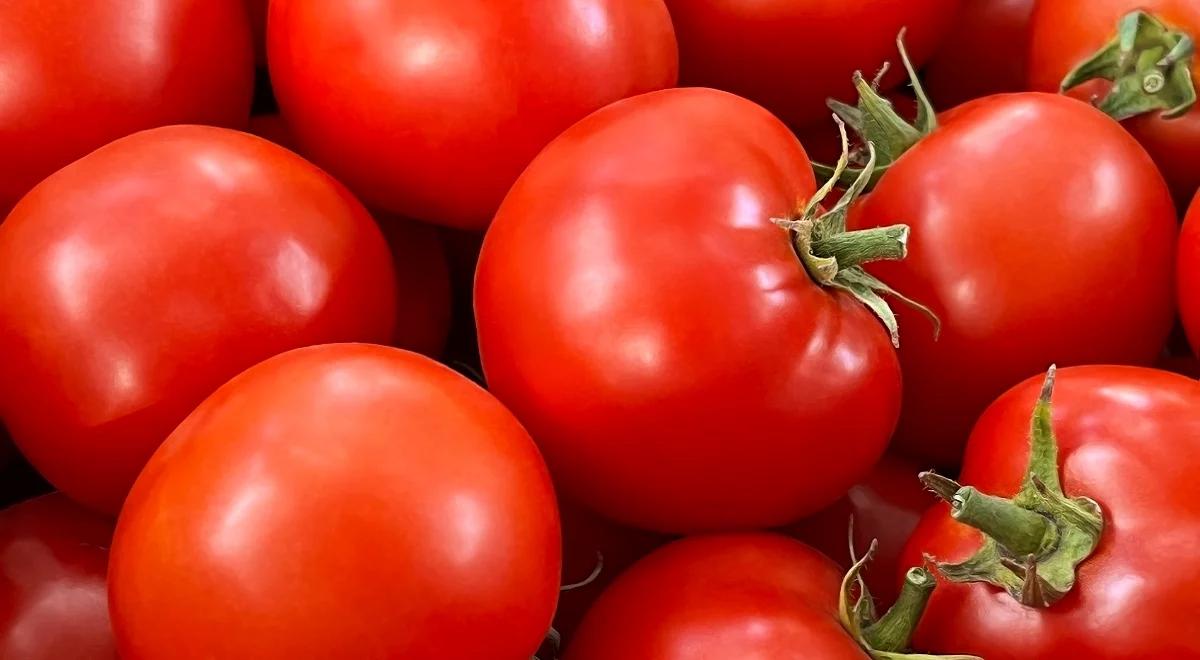 Czy pomidory malinowe dojrzewają dzięki chemii?