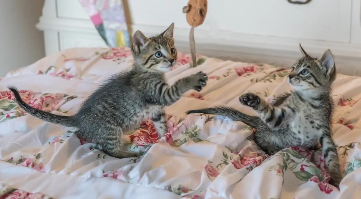 Jaka muzyka podoba się Halinie Wachowicz?