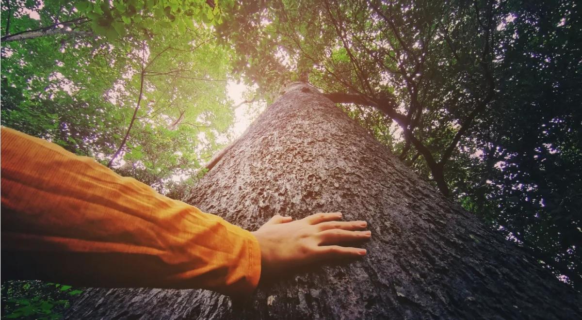 Drzewa: arystokracja wśród roślin. Dlaczego tak działają na ludzi, na ludzką wyobraźnię?