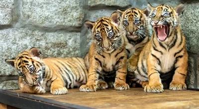 Tygryski z wrocławskiego zoo mają już imiona. Wybrali je internauci