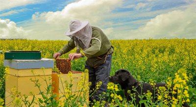 Pszczelarze liczą na dopłaty za zapylanie roślin