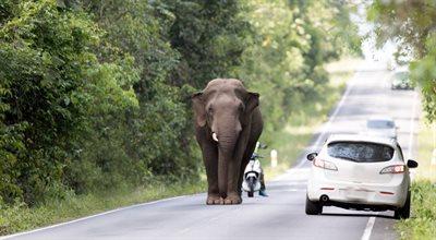 Spotkanie ze słoniem na drodze 