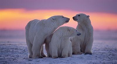 Król Arktyki w niebezpieczeństwie. Czy niedźwiedzie polarne przetrwają zmiany klimatyczne?