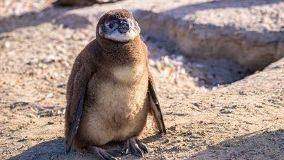 Pingwiny w Chorzowie. Poznajemy nowych mieszkańców Śląskiego Ogrodu Zoologicznego