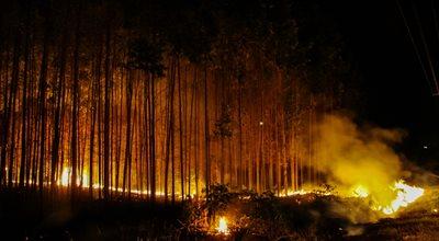 Pożary lasów deszczowych w Amazonii. Brazylia przedstawiła zatrważające dane