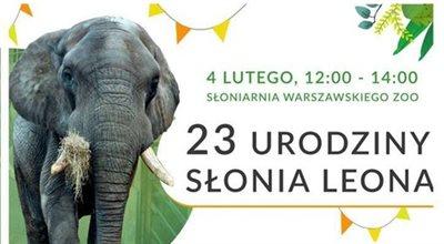 23. urodziny słonia Leona w warszawskim zoo. Największy warszawiak czeka na prezenty 