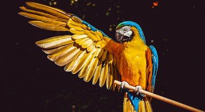 Domowe wypadki papug i innych ptaków. Jak im zapobiegać?