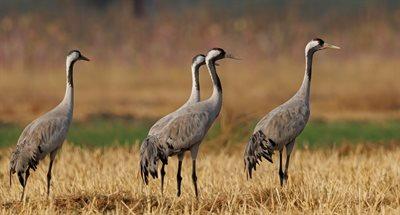 Migracje ptaków pod znakiem zapytania. Dlaczego niektóre gatunki zostają na zimę w Polsce? 
