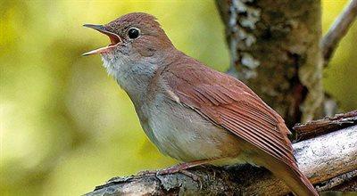 Światowy Dzień Zwierząt w PRD: audycje o ptasich śpiewakach i zwierzętach w bajkach