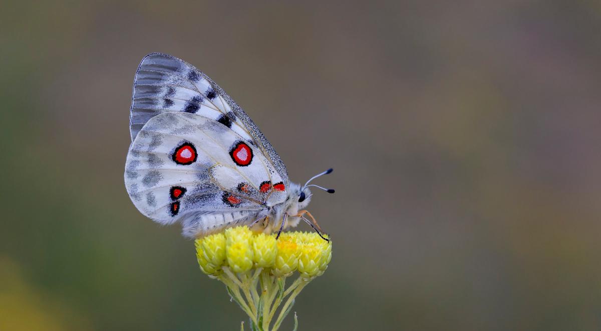 Niepylak apollo. Zagrożony wyginięciem motyl wraca do Pienińskiego Parku Narodowego