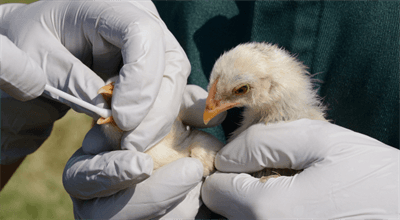 Chiny: ptasia grypa H3N8 u człowieka. To pierwszy taki przypadek na świecie