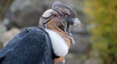 Beti powróci do natury? "Projekt Kondor" w krakowskim zoo