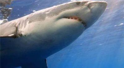 USA: rekin zaatakował surfera. Mężczyzna nie żyje