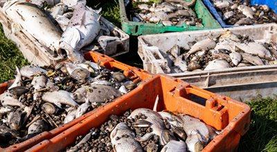 Śnięte ryby nie tylko w Odrze. W Niemczech odkryto ich już tysiące, Czesi wyłowili ponad 10 ton