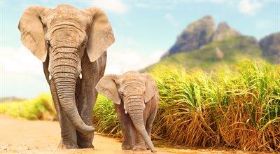 Coraz częściej słonie rodzą się bez ciosów