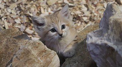 W gdańskim ZOO przyszły na świat koty pustynne. Wyglądają jak żywe maskotki