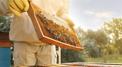 Pszczoły, które możemy znaleźć w ulu