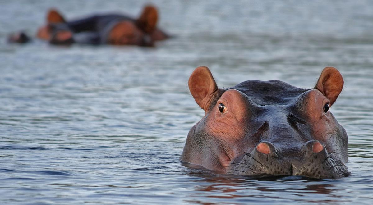 O czym rozmawiają hipopotamy, gdy nikt nie słyszy? Zoo na podsłuchu