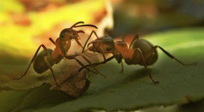 Restauracja serwuje sfermentowane mrówki