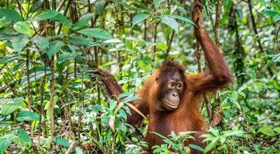 Co w mowie piszczy? Skąd pochodzi słowo "orangutan"?