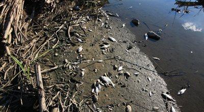 Katastrofa ekologiczna na Odrze. Media: z rzeki czuć fetor, śniętych ryb nie wolno dotykać