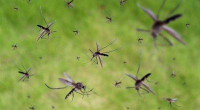 Największa hodowla komarów powstaje właśnie w Brazylii