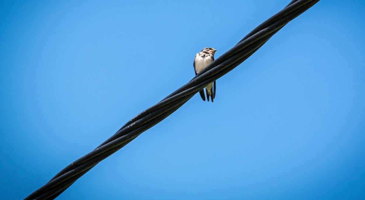Dlaczego ptak siedzący na drucie elektrycznym jest bezpieczny?