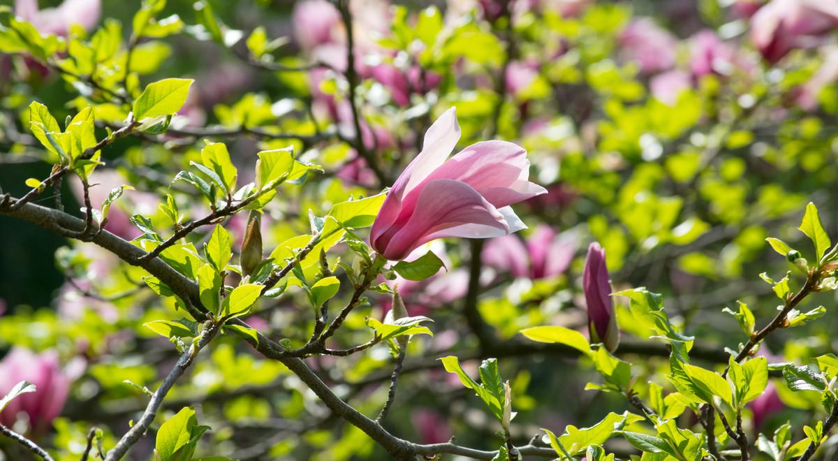 Kilka niespodzianek, ukrytych w kwiatach magnolii