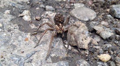 Jadowity pająk Nosferatu tuż przy granicy z Polską. Czy jest niebezpieczny dla ludzi?