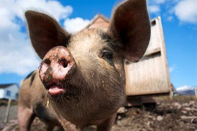 Podlasie: ostrzeżenie przed afrykańskim pomorem świń
