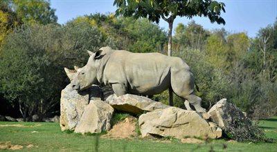 Nie żyje najstarszy na świecie nosorożec północny. Jest szansa na przetrwanie gatunku