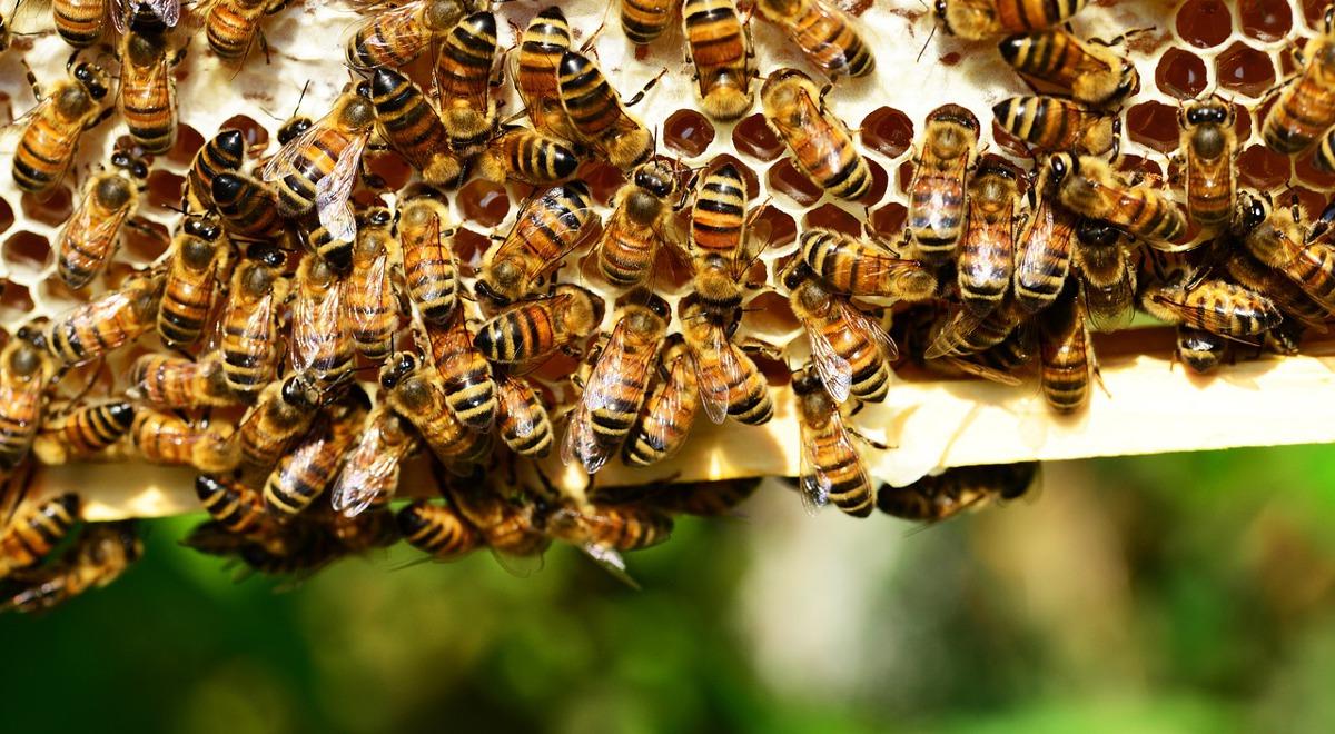 Historia pszczół, czyli zderzenie cywilizacji 