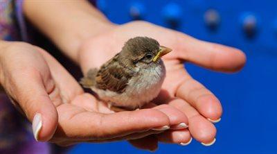 Młode ptaki poza gniazdem. Jak możemy im pomóc?