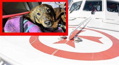 Brawurowa akcja ratowników z Kołobrzegu. Przebyli 700 km, aby uratować psa. Zostali uhonorowani