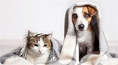 Zwierzęta zimą - jak zadbać o domowe psy i koty oraz o dzikie zwierzęta?
