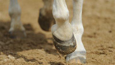 500 martwych koni na dnie wyschniętego koryta potoku. Makabryczne odkrycie w Australii