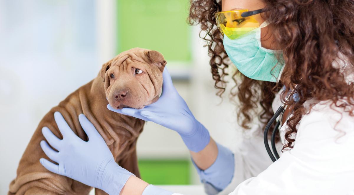 Czy postawić granicę w stosowaniu medycyny u zwierząt?