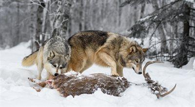 Klimat. Czy wilk, ryś, sarna i jeleń mają wpływ na jego zmiany?