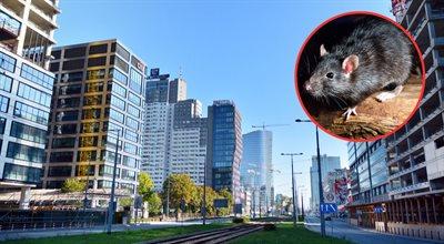 Plaga szczurów w stolicy. Radny PiS: problem nasilił się w ciągu ostatnich 2-3 lat